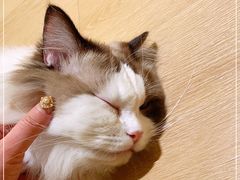 -猫腻·猫咖·撸猫馆(星光大道店)