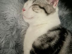 -lincat·猫舍(广州店)