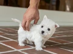 -萌宠之家·腊肠犬·马尔泰·小体犬舍