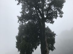 -灵光寺