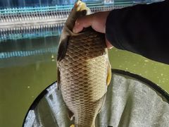 -酷鱼垂钓CLUB(朝阳区博大路店 )