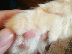 -李小姐の猫咖啡馆(五角场店)