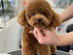 -BABYDOG宝贝狗宠物乐园(欧洲城店)