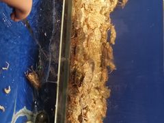 -甄品麦哲伦海鲜和牛自助(万达广场店)
