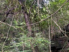-江西阳明山国家森林公园