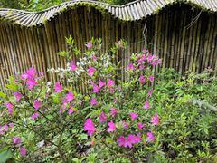 -西岭雪山大飞水景区