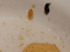 -王婆大虾(五道口店)