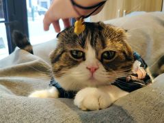 -啵啵喵·猫咖(攀华国际店)