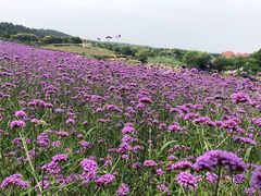 -大塘金香草谷