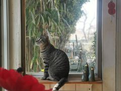 -海边的猫和咖啡馆