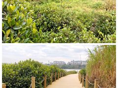 -华侨城湿地公园