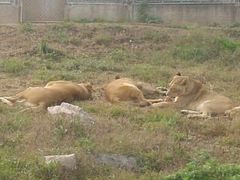 android_upload_pic-西安秦岭野生动物园