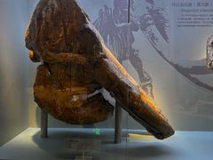 -国家自然博物馆