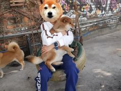 -柴犬高等学院·狗咖·柴犬售卖·宠物训练