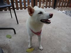 -柴犬高等学院·狗咖·柴犬售卖·宠物训练