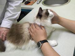 -瑞派宠物医院·24小时骨科·心脏·核磁(哈尔滨南岗店)