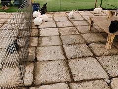 -南宫五洲植物乐园