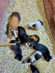 -Zoolung Zoolung动物主题公园(海信广场店)