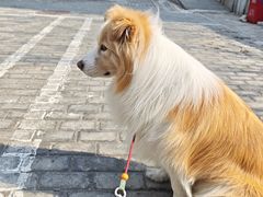 -美联众合动物医院·24h转诊中心