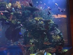 -迪拜帆船酒店海底餐厅