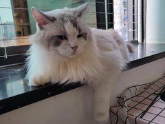 -楼上猫咖(罗湖店)