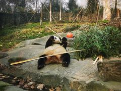 -都江堰中华大熊猫苑