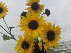 -武汉理工大学（南湖新校区）-图书馆