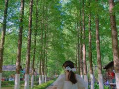 -合肥滨湖国家森林公园