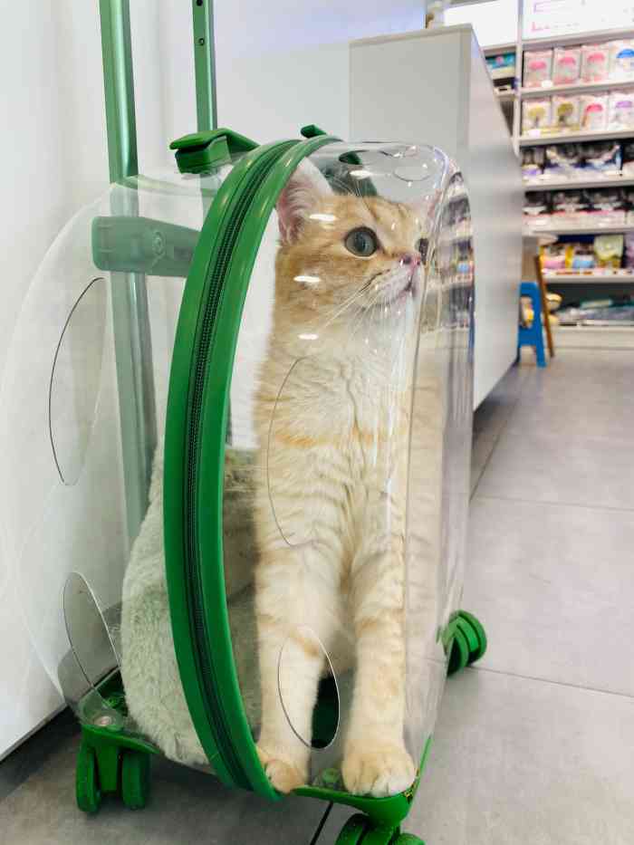 心之旅宠物(新城市广场店)-"【项目】宠物售卖 | 其他 | 洗澡这.