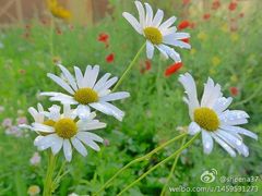 -喀纳斯禾木山庄