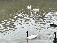 -上海野生动物园