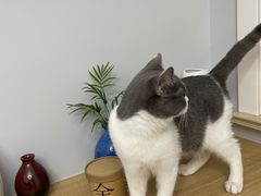 -翊宠yipet猫狗购宠庄园犬舍•猫舍