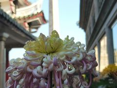 -集美鳌园景区