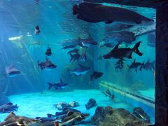 -多彩贵州城极地海洋世界