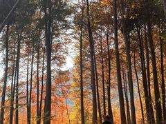 -小芝红树林