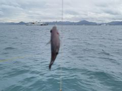 -小猫钓鱼海钓俱乐部(椰梦长廊店)