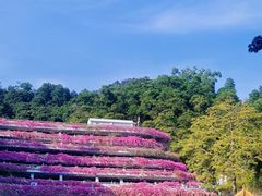 -深圳仙湖植物园