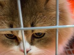 -中农大我爱我爱动物医院·核磁CT·猫病·24小时夜诊中心(石佛营店)