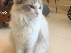 -飞行喵MR PILOT|猫舍·猫咖(静安大融城店)