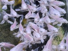 -正佳雨林生态植物园