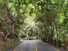 -西双版纳原始森林公园