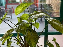 -Catch Bagel(芳草地店)