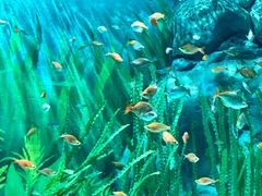 -上海海洋水族馆