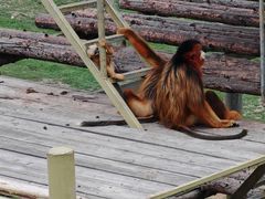 -西霞口神雕山野生动物世界