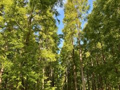 -黄海国家森林公园