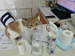 -瑞派福兴宠物医院犬猫全科·骨科·中西医结合(河东店)