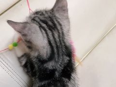 -lincat·猫舍(广州店)