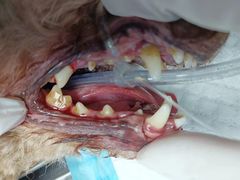-博特宠物医院24h犬猫全科.骨科·异宠