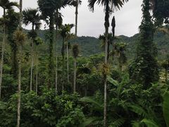 -海南槟榔谷黎苗文化旅游区