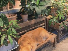 -自由生长植物工作室(深港花卉中心店)